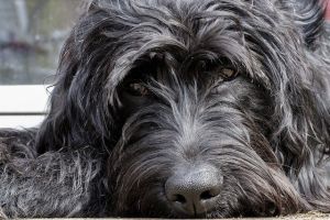 Epilepsy research Labradoodle in English